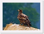 merikotka White-tailed Eagle * 1708 x 1267 * (2.31MB)
